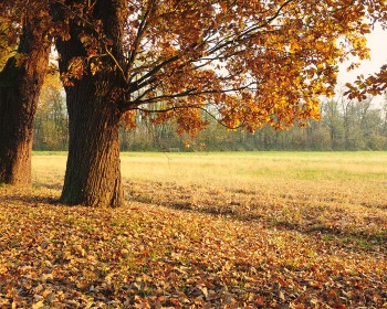 2011-Venaria-La.mandria.02